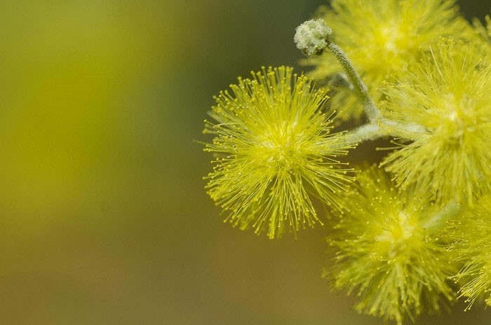 Tổng hợp hình ảnh hoa Mimosa đẹp nhất - [Kích thước hình ảnh: 700x464 px]