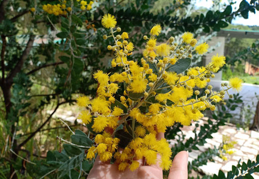Tổng hợp hình ảnh hoa Mimosa đẹp nhất - [Kích thước hình ảnh: 520x360 px]