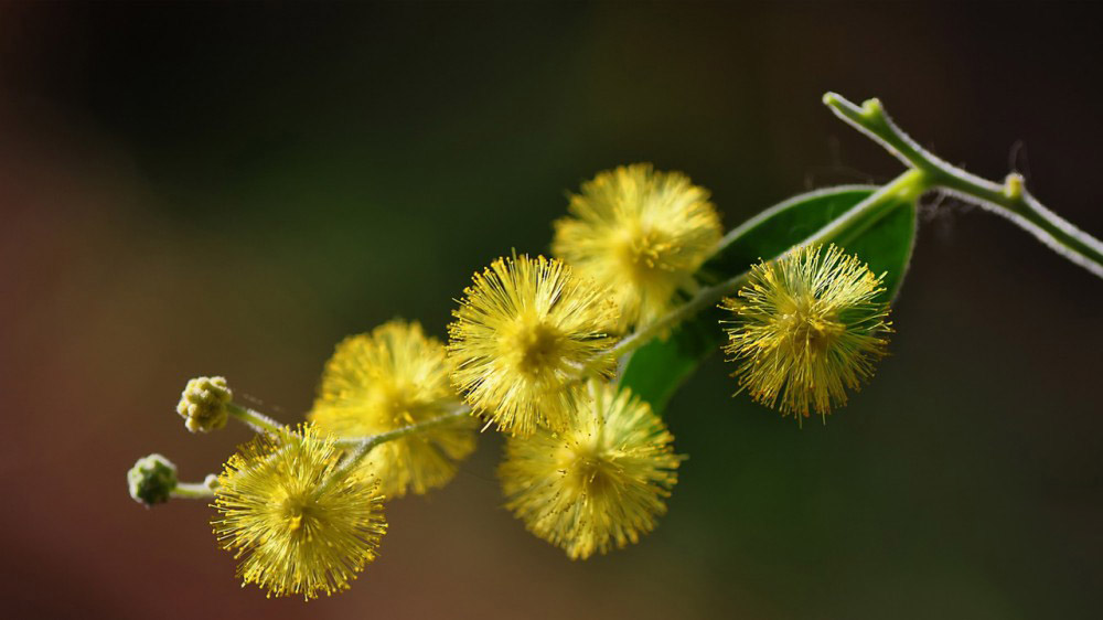 Tổng hợp hình ảnh hoa Mimosa đẹp nhất - [Kích thước hình ảnh: 1000x562 px]