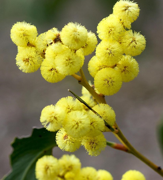 Tổng hợp hình ảnh hoa Mimosa đẹp nhất - [Kích thước hình ảnh: 550x605 px]