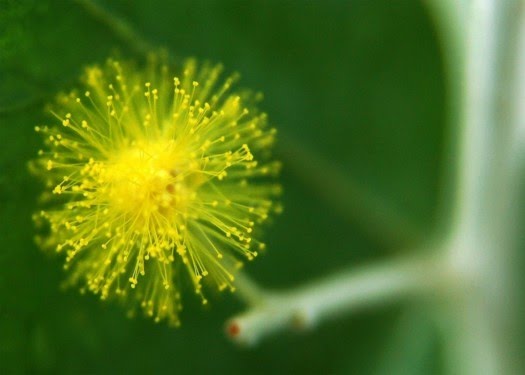 Tổng hợp hình ảnh hoa Mimosa đẹp nhất - [Kích thước hình ảnh: 525x375 px]