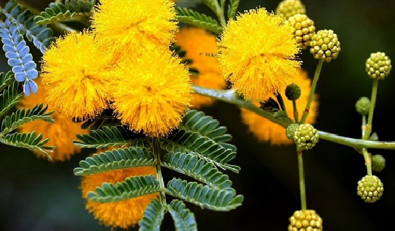 Tổng hợp hình ảnh hoa Mimosa đẹp nhất - [Kích thước hình ảnh: 577x337 px]
