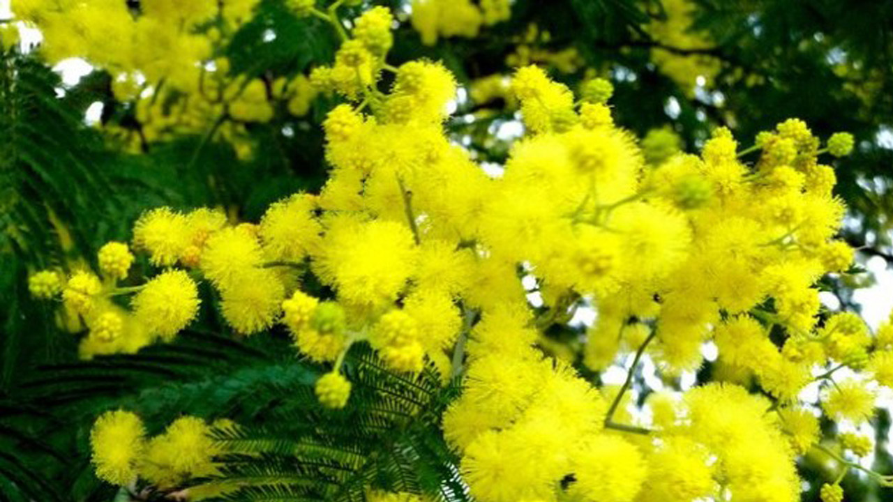 Tổng hợp hình ảnh hoa Mimosa đẹp nhất - [Kích thước hình ảnh: 1280x720 px]