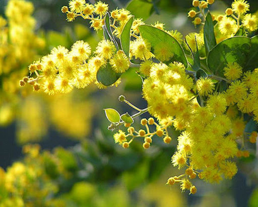 Tổng hợp hình ảnh hoa Mimosa đẹp nhất - [Kích thước hình ảnh: 512x410 px]
