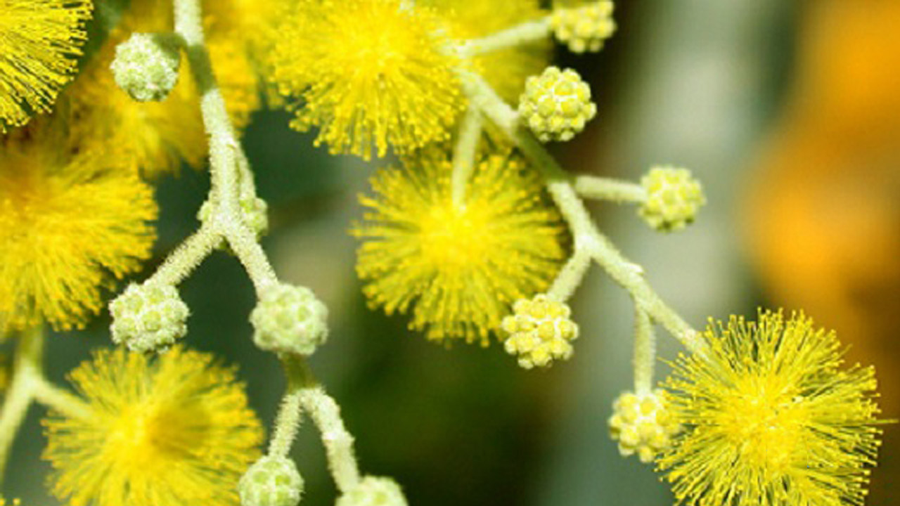 Tổng hợp hình ảnh hoa Mimosa đẹp nhất - [Kích thước hình ảnh: 1280x720 px]