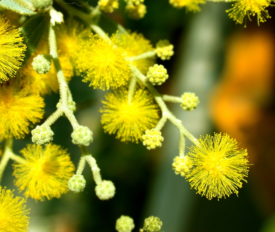 Tổng hợp hình ảnh hoa Mimosa đẹp nhất - [Kích thước hình ảnh: 911x768 px]