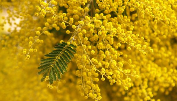 Tổng hợp hình ảnh hoa Mimosa đẹp nhất - [Kích thước hình ảnh: 600x343 px]