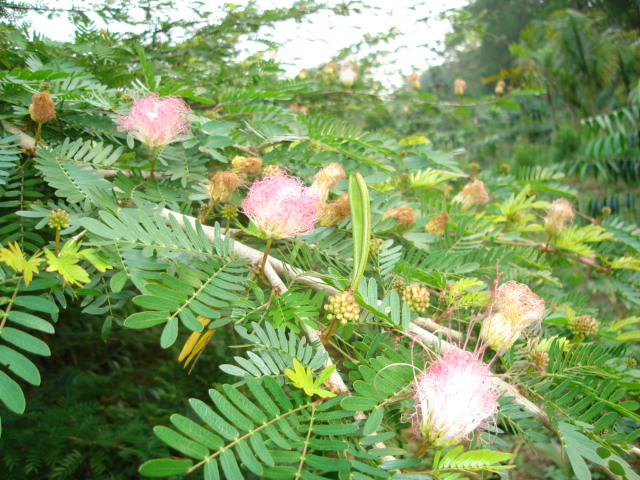 Tổng hợp hình ảnh hoa Mimosa đẹp nhất - [Kích thước hình ảnh: 640x480 px]