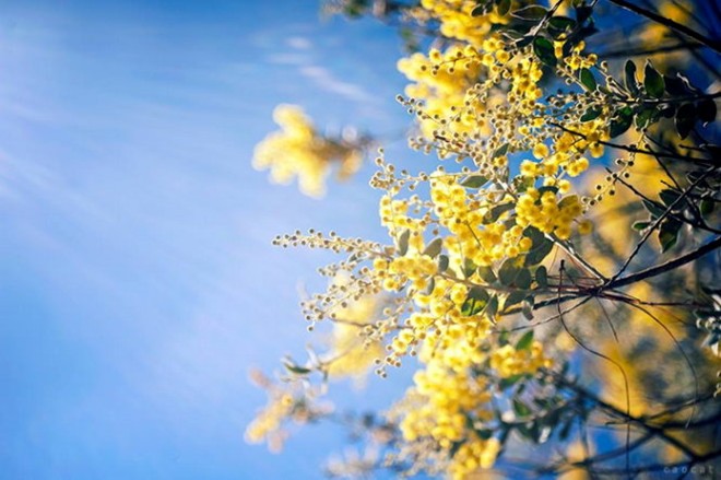 Tổng hợp hình ảnh hoa Mimosa đẹp nhất - [Kích thước hình ảnh: 660x439 px]