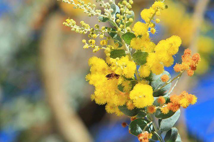 Tổng hợp hình ảnh hoa Mimosa đẹp nhất - [Kích thước hình ảnh: 720x479 px]