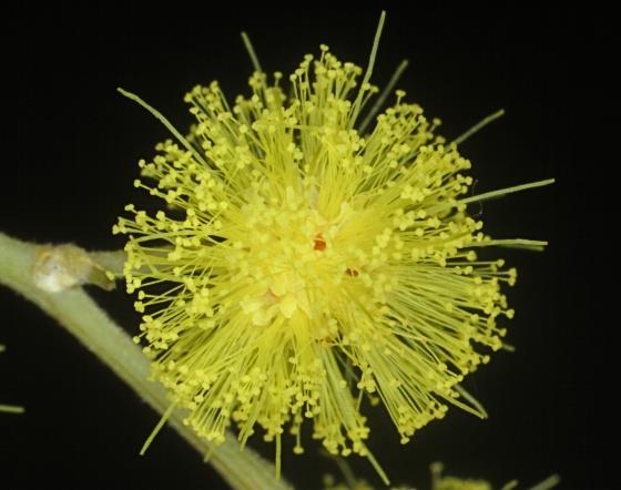 Tổng hợp hình ảnh hoa Mimosa đẹp nhất - [Kích thước hình ảnh: 560x442 px]