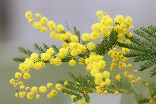 Tổng hợp hình ảnh hoa Mimosa đẹp nhất - [Kích thước hình ảnh: 640x426 px]