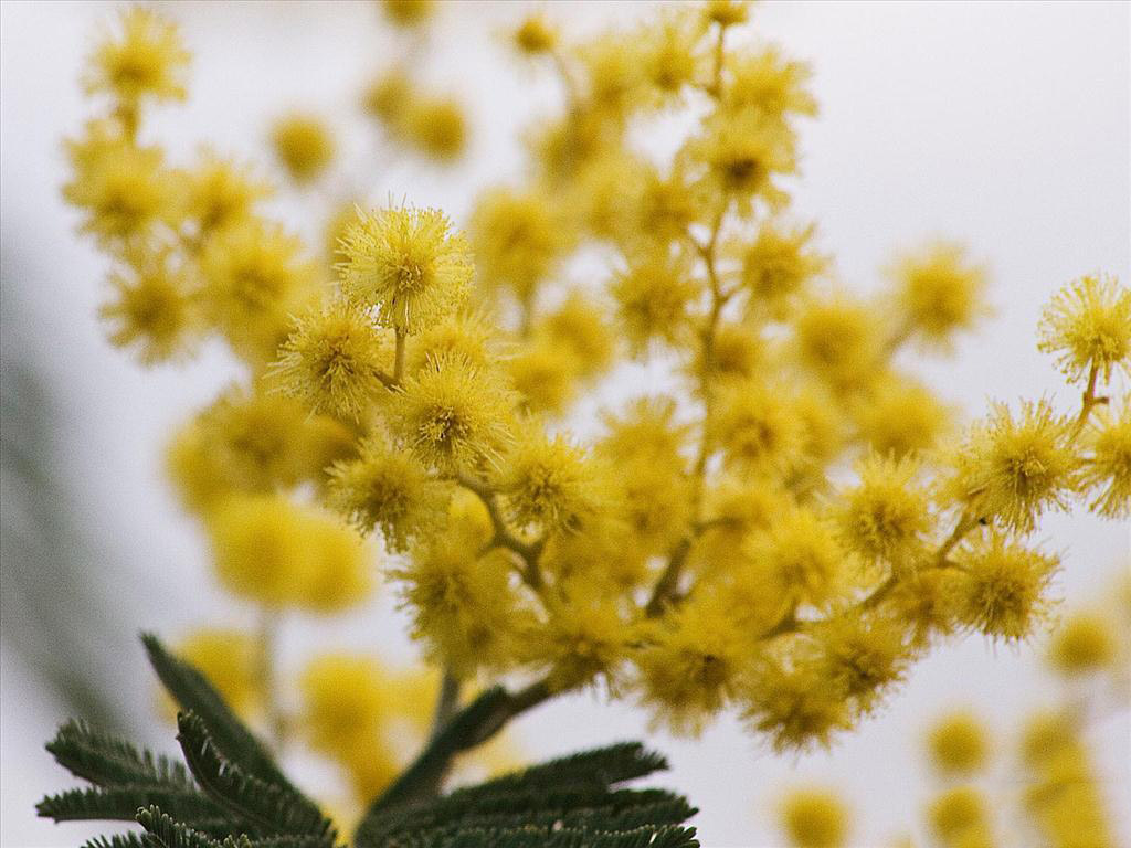 Tổng hợp hình ảnh hoa Mimosa đẹp nhất - [Kích thước hình ảnh: 1024x768 px]