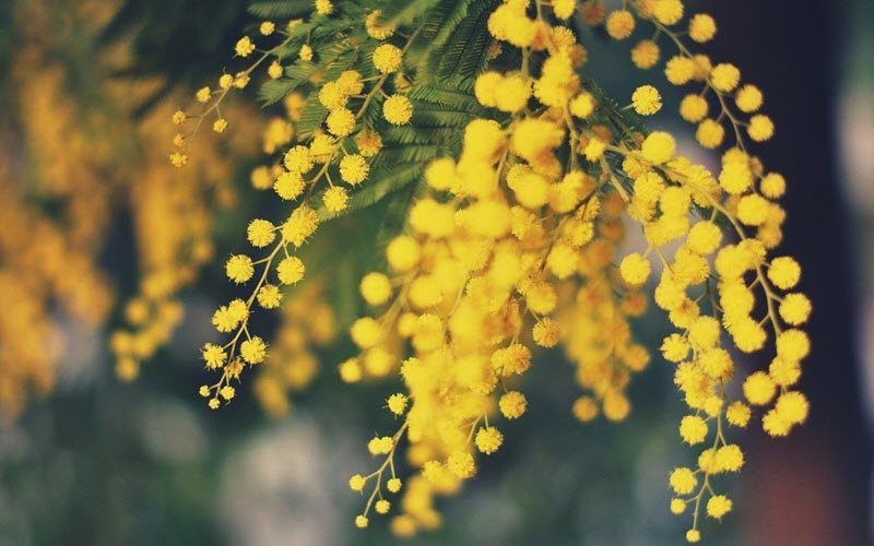 Tổng hợp hình ảnh hoa Mimosa đẹp nhất - [Kích thước hình ảnh: 800x500 px]