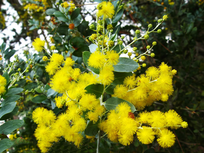 Tổng hợp hình ảnh hoa Mimosa đẹp nhất - [Kích thước hình ảnh: 800x600 px]