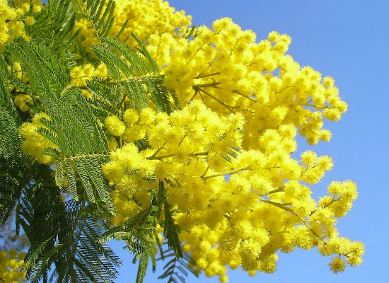 Tổng hợp hình ảnh hoa Mimosa đẹp nhất - [Kích thước hình ảnh: 550x400 px]