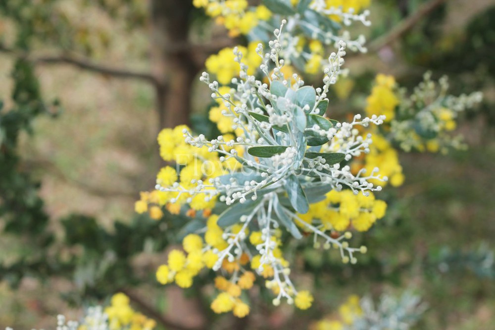 Tổng hợp hình ảnh hoa Mimosa đẹp nhất - [Kích thước hình ảnh: 1000x666 px]