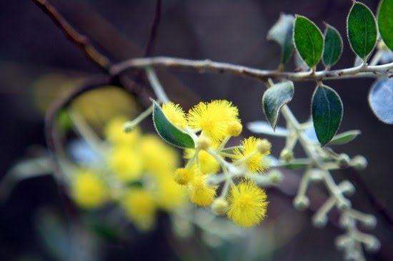 Tổng hợp hình ảnh hoa Mimosa đẹp nhất - [Kích thước hình ảnh: 550x366 px]