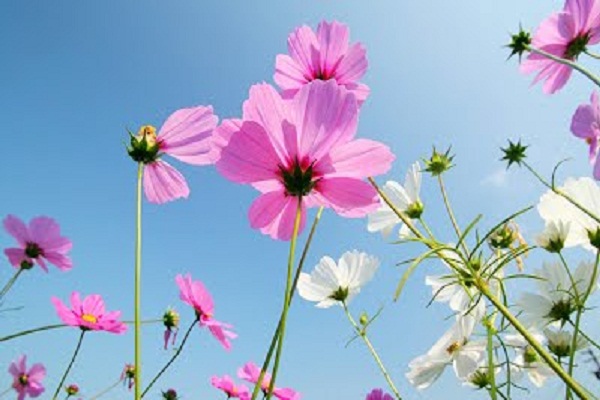 Tổng hợp những hình ảnh đẹp nhất về hoa cánh bướm – hoa sao nháy mang một tình yêu đẹp - [Kích thước hình ảnh: 600x400 px]