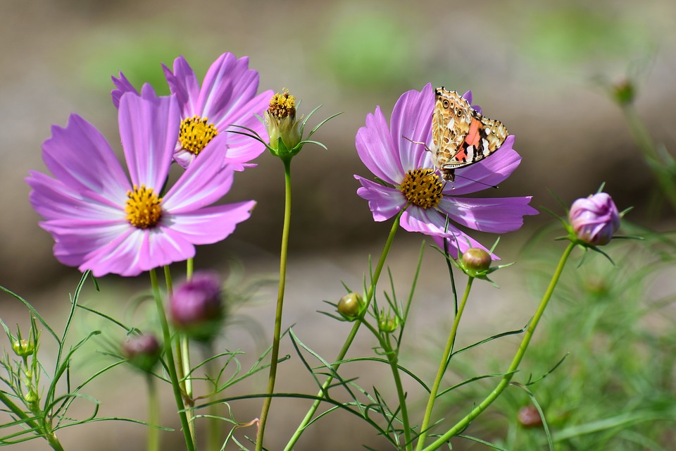 Tổng hợp những hình ảnh đẹp nhất về hoa cánh bướm – hoa sao nháy mang một tình yêu đẹp - [Kích thước hình ảnh: 960x640 px]