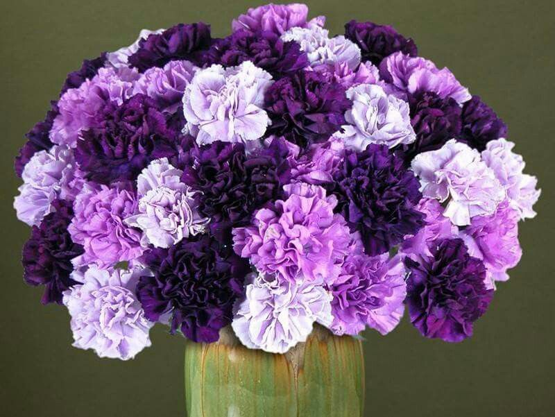 Tổng hợp hình ảnh hoa cẩm chướng tím đẹp nhất - [Kích thước hình ảnh: 800x601 px]