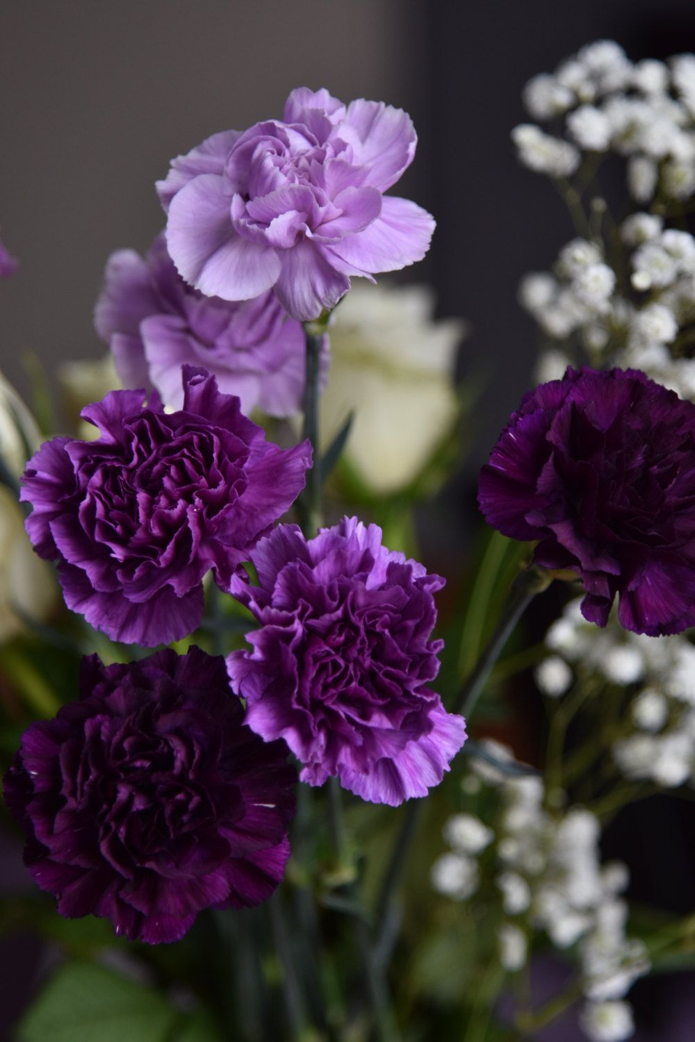 Tổng hợp hình ảnh hoa cẩm chướng tím đẹp nhất - [Kích thước hình ảnh: 1000x1500 px]