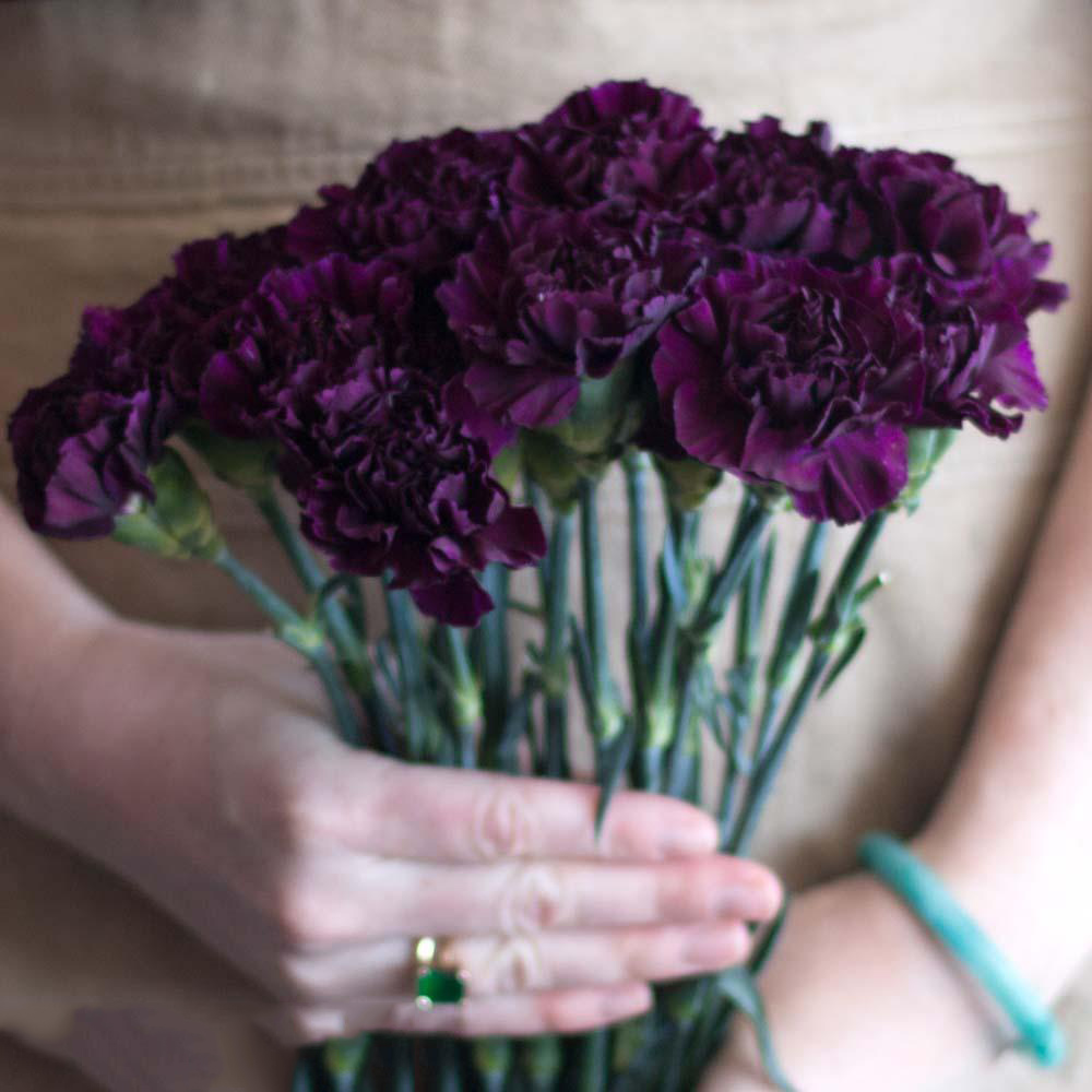 Tổng hợp hình ảnh hoa cẩm chướng tím đẹp nhất - [Kích thước hình ảnh: 1000x1000 px]
