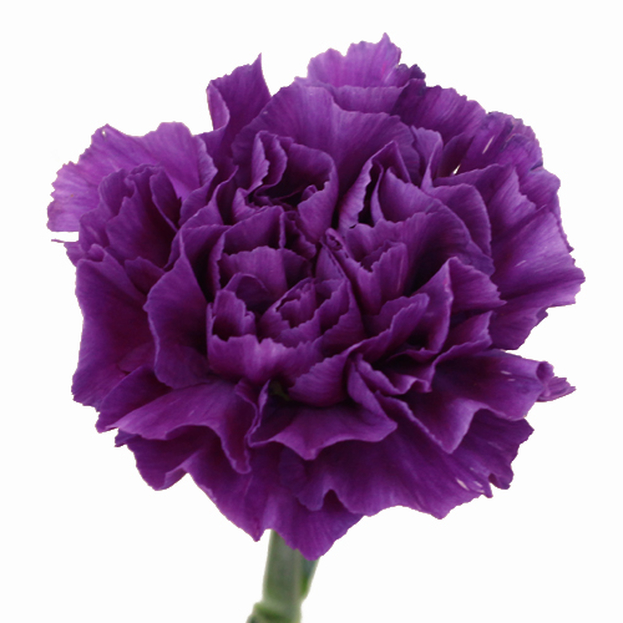 Tổng hợp hình ảnh hoa cẩm chướng tím đẹp nhất - [Kích thước hình ảnh: 1280x1280 px]