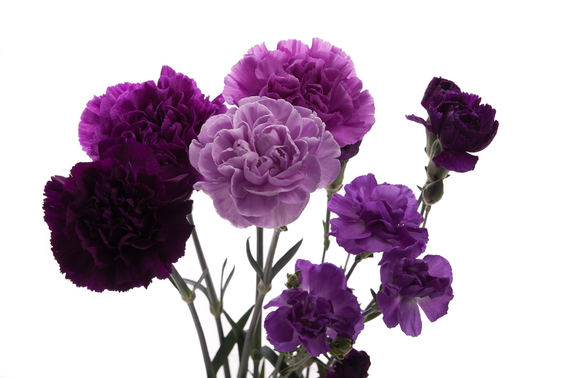 Tổng hợp hình ảnh hoa cẩm chướng tím đẹp nhất - [Kích thước hình ảnh: 1944x1296 px]