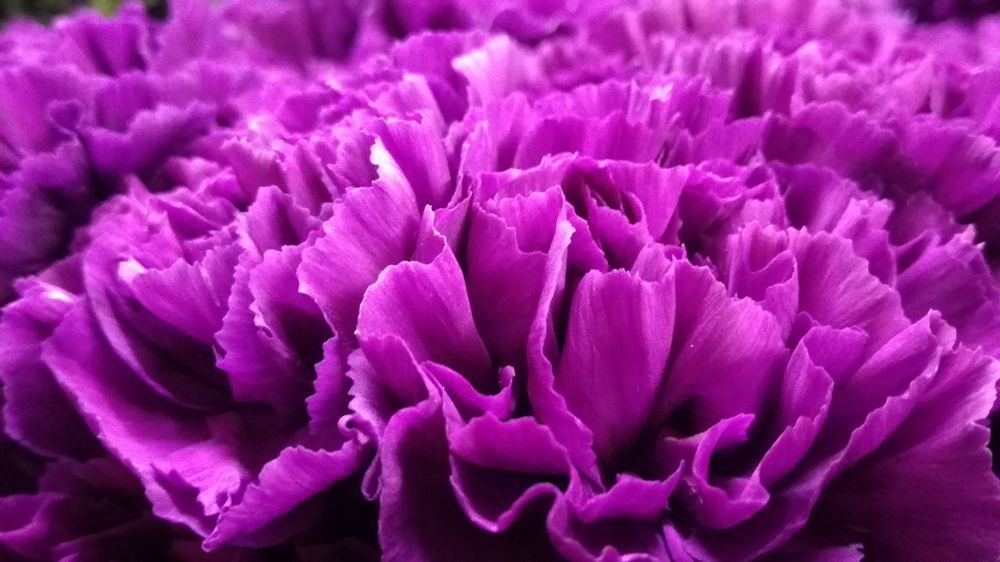 Tổng hợp hình ảnh hoa cẩm chướng tím đẹp nhất - [Kích thước hình ảnh: 1000x562 px]