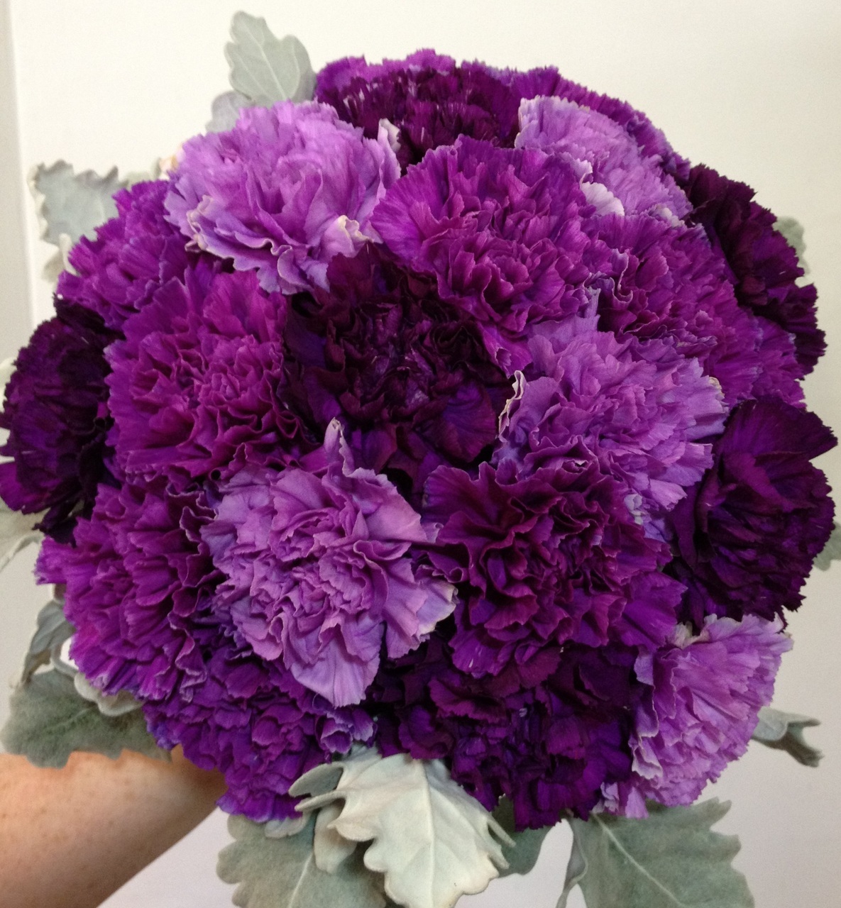 Tổng hợp hình ảnh hoa cẩm chướng tím đẹp nhất - [Kích thước hình ảnh: 1185x1280 px]