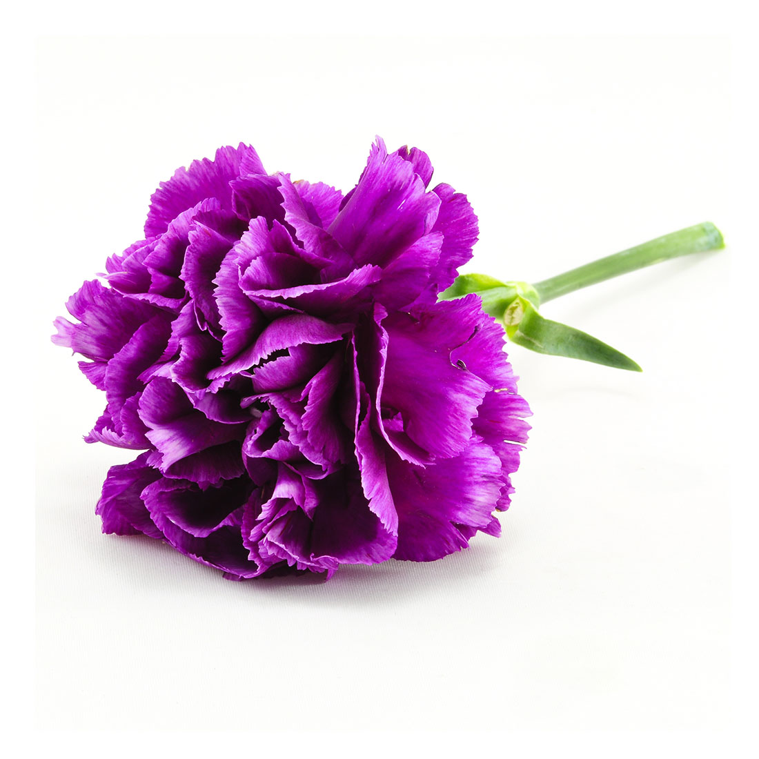 Tổng hợp hình ảnh hoa cẩm chướng tím đẹp nhất - [Kích thước hình ảnh: 1100x1100 px]