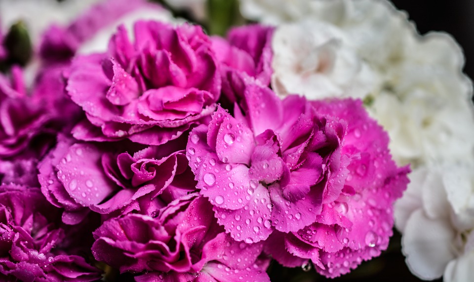 Tổng hợp hình ảnh hoa cẩm chướng tím đẹp nhất - [Kích thước hình ảnh: 960x571 px]