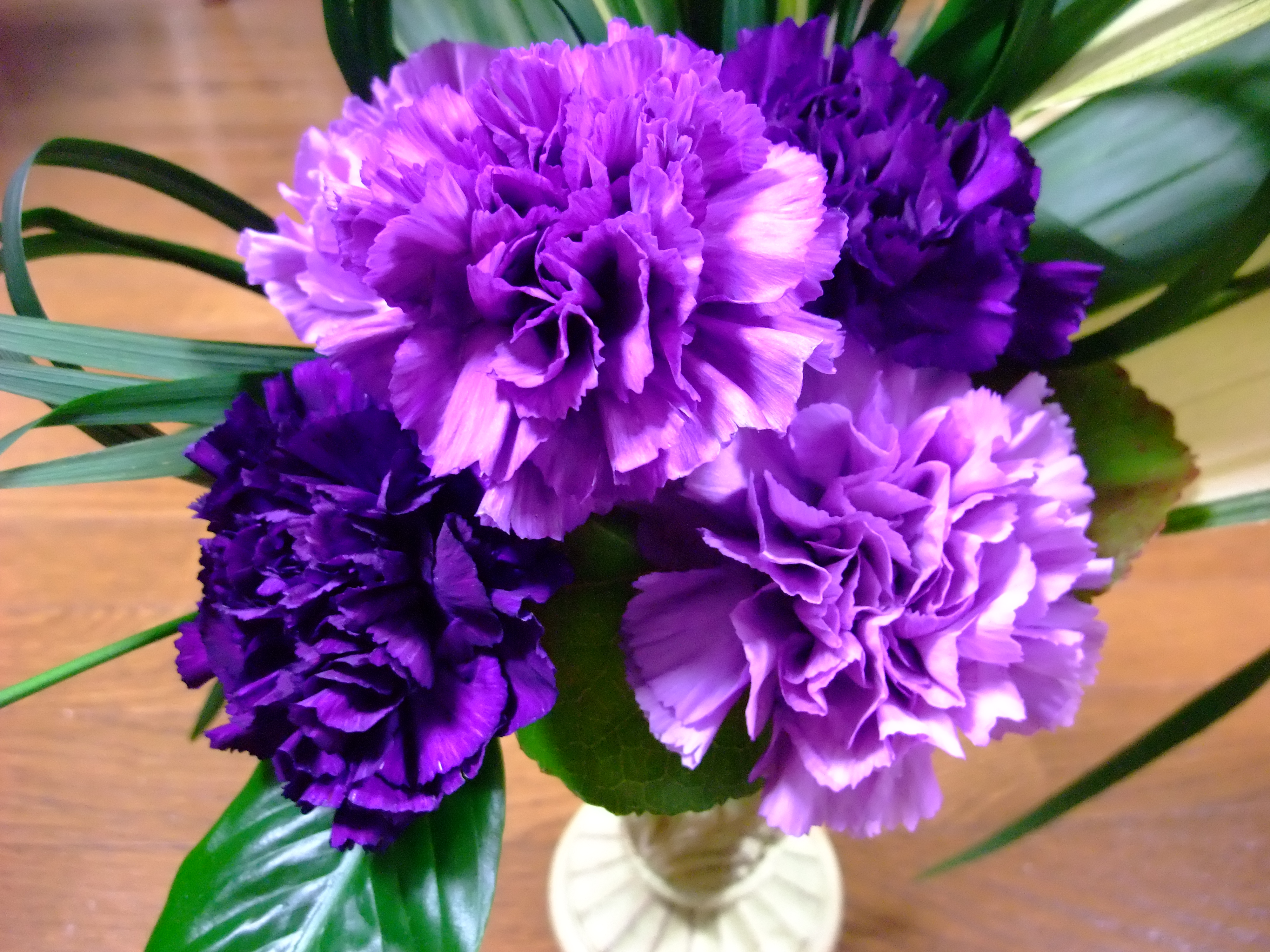 Tổng hợp hình ảnh hoa cẩm chướng tím đẹp nhất - [Kích thước hình ảnh: 4000x3000 px]