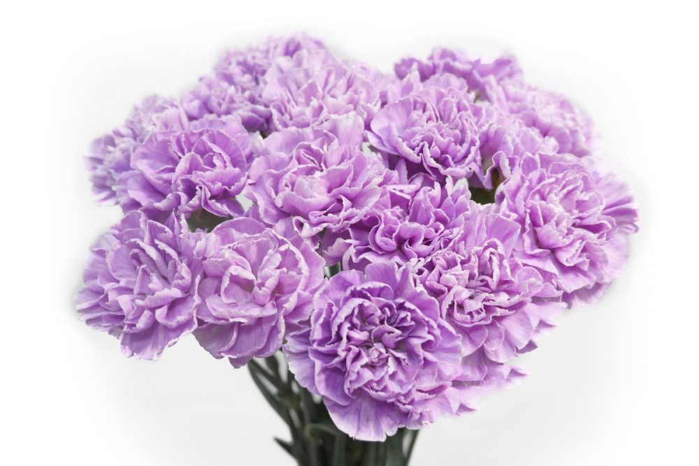 Tổng hợp hình ảnh hoa cẩm chướng tím đẹp nhất - [Kích thước hình ảnh: 1000x667 px]