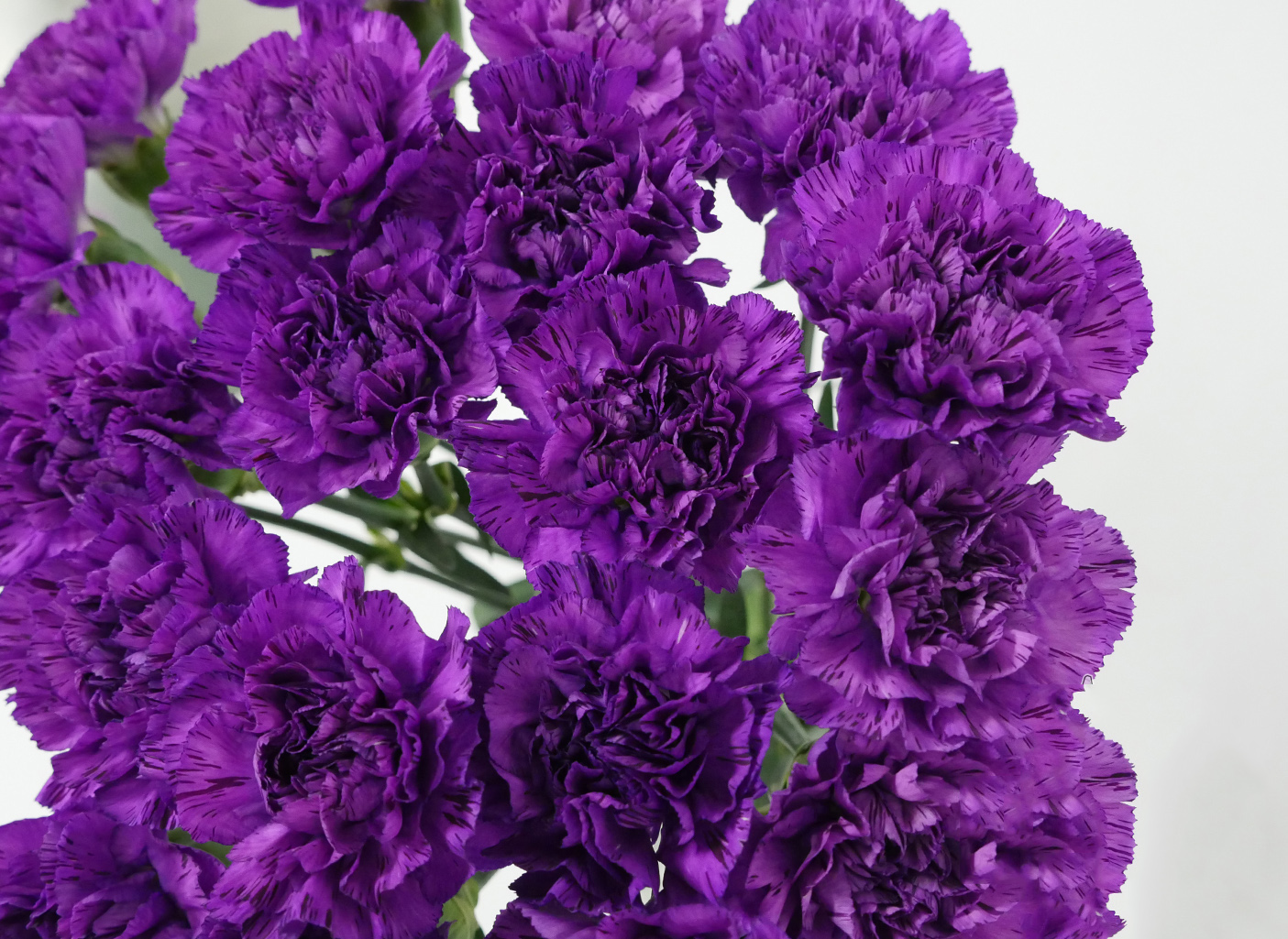 Tổng hợp hình ảnh hoa cẩm chướng tím đẹp nhất - [Kích thước hình ảnh: 1405x1025 px]