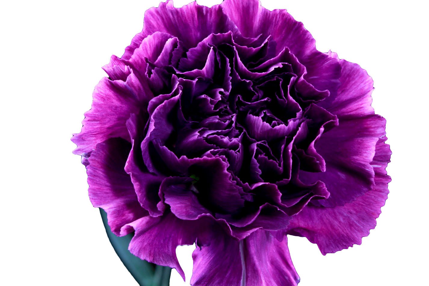 Tổng hợp hình ảnh hoa cẩm chướng tím đẹp nhất - [Kích thước hình ảnh: 1426x951 px]