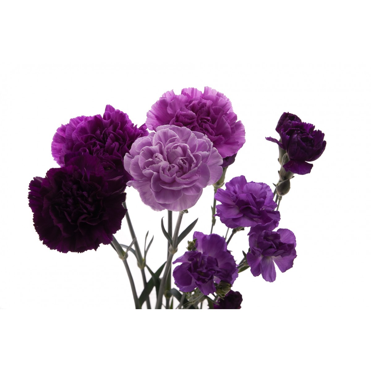 Tổng hợp hình ảnh hoa cẩm chướng tím đẹp nhất - [Kích thước hình ảnh: 1200x1200 px]