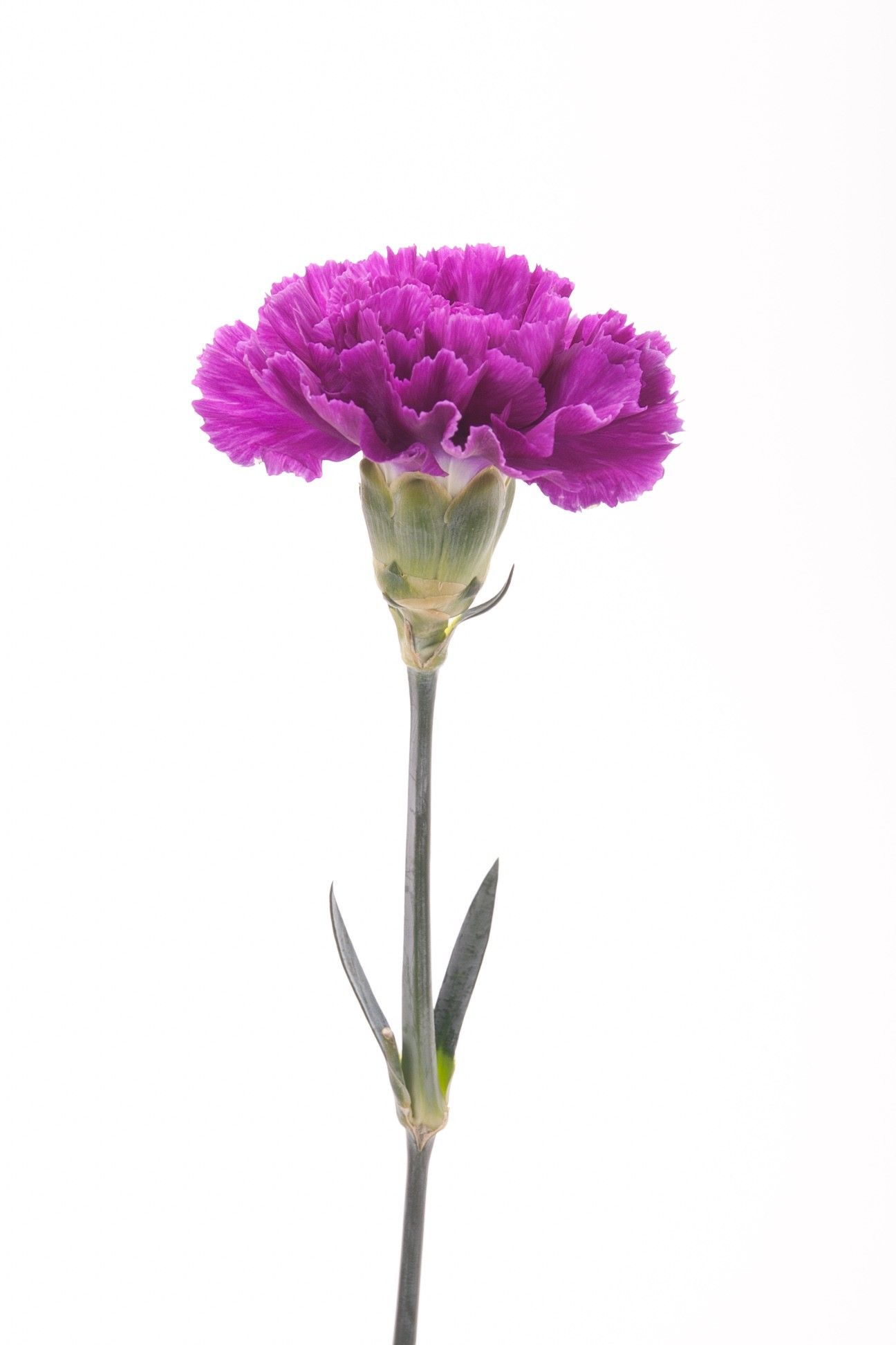 Tổng hợp hình ảnh hoa cẩm chướng tím đẹp nhất - [Kích thước hình ảnh: 1296x1944 px]