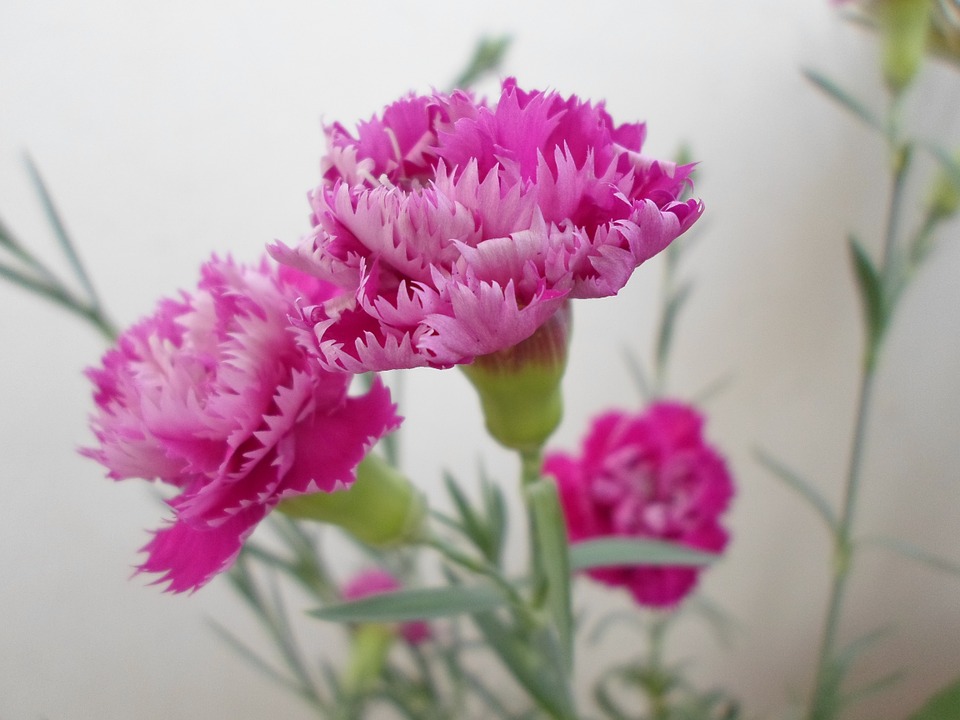 Tổng hợp hình ảnh hoa cẩm chướng tím đẹp nhất - [Kích thước hình ảnh: 960x720 px]