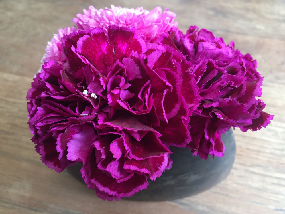 Tổng hợp hình ảnh hoa cẩm chướng tím đẹp nhất - [Kích thước hình ảnh: 1000x750 px]