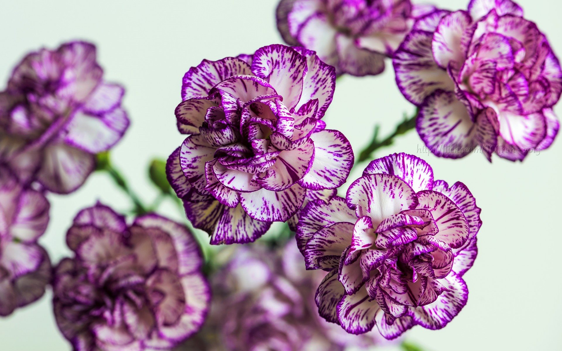 Tổng hợp hình ảnh hoa cẩm chướng tím đẹp nhất - [Kích thước hình ảnh: 1920x1200 px]