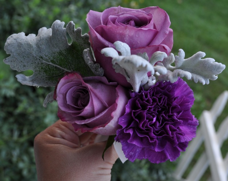 Tổng hợp hình ảnh hoa cẩm chướng tím đẹp nhất - [Kích thước hình ảnh: 800x635 px]