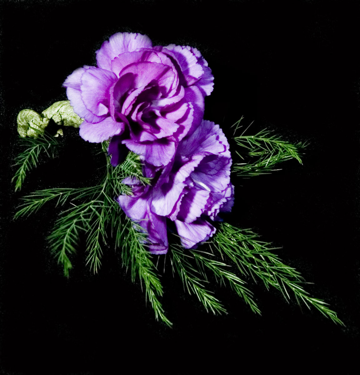 Tổng hợp hình ảnh hoa cẩm chướng tím đẹp nhất - [Kích thước hình ảnh: 1152x1200 px]