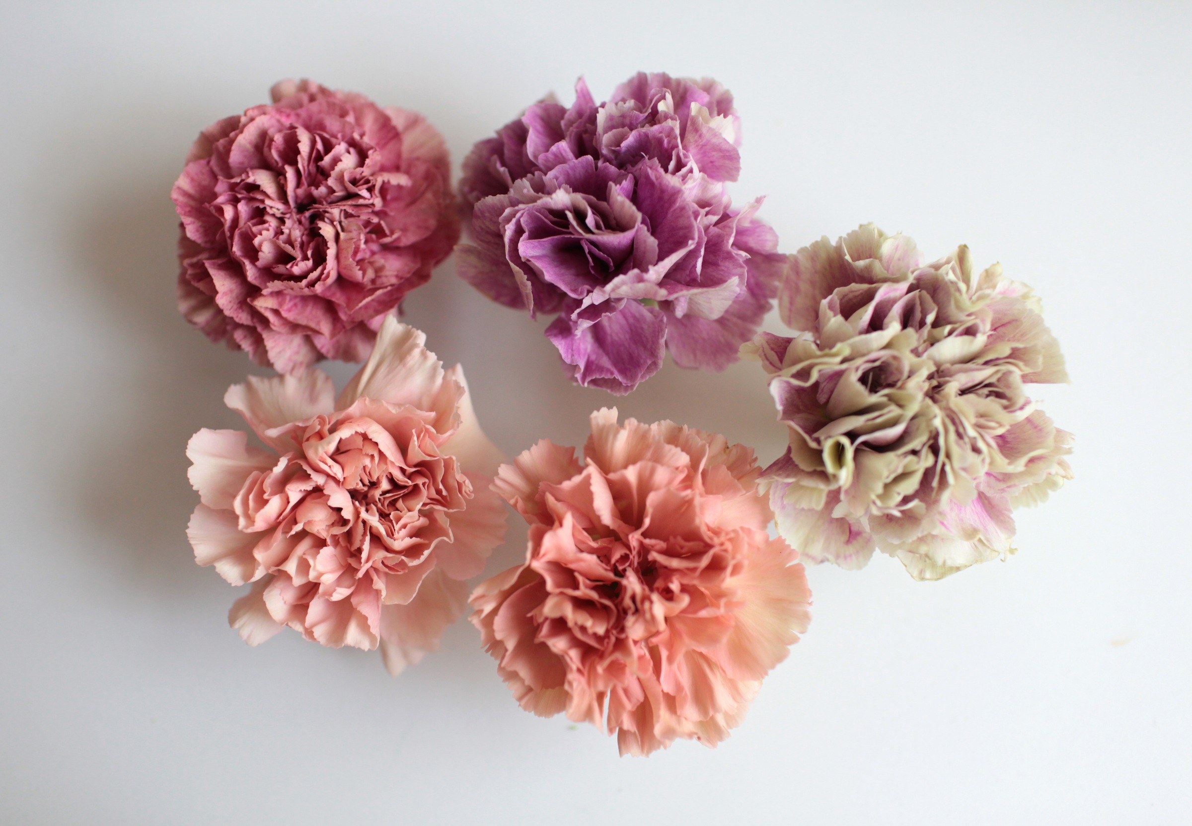 Tổng hợp hình ảnh hoa cẩm chướng tím đẹp nhất - [Kích thước hình ảnh: 2400x1662 px]