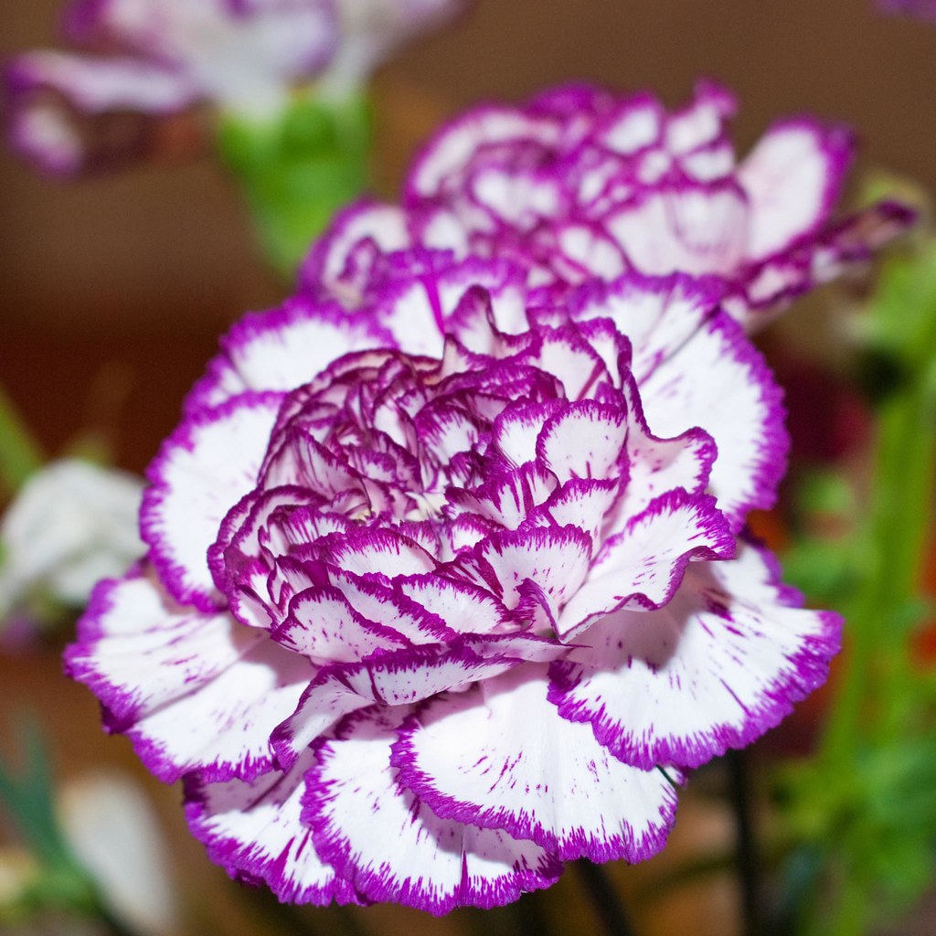 Tổng hợp hình ảnh hoa cẩm chướng tím đẹp nhất - [Kích thước hình ảnh: 1024x1024 px]