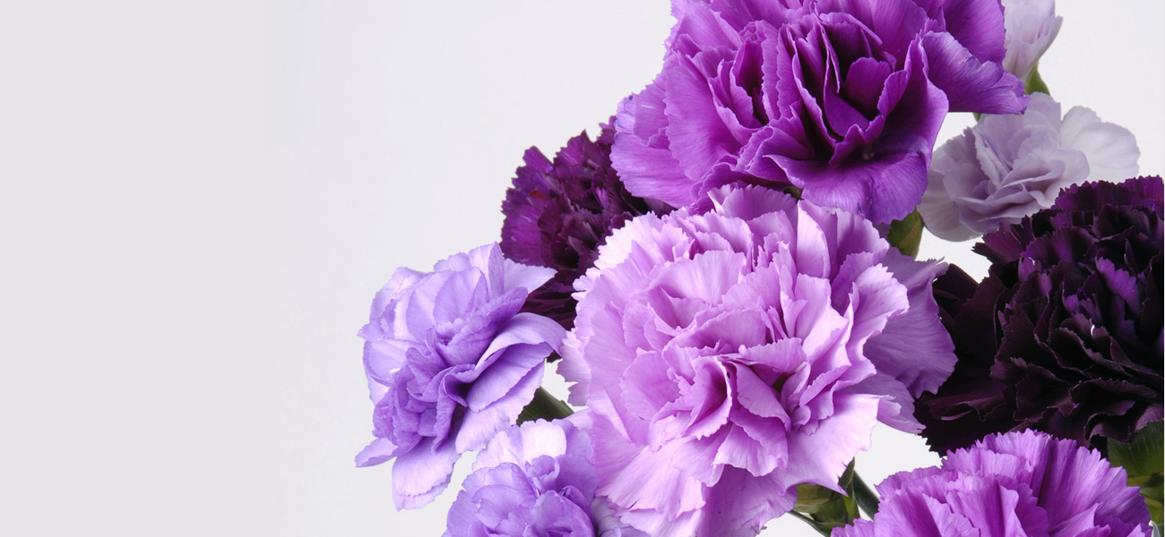 Tổng hợp hình ảnh hoa cẩm chướng tím đẹp nhất - [Kích thước hình ảnh: 1300x600 px]