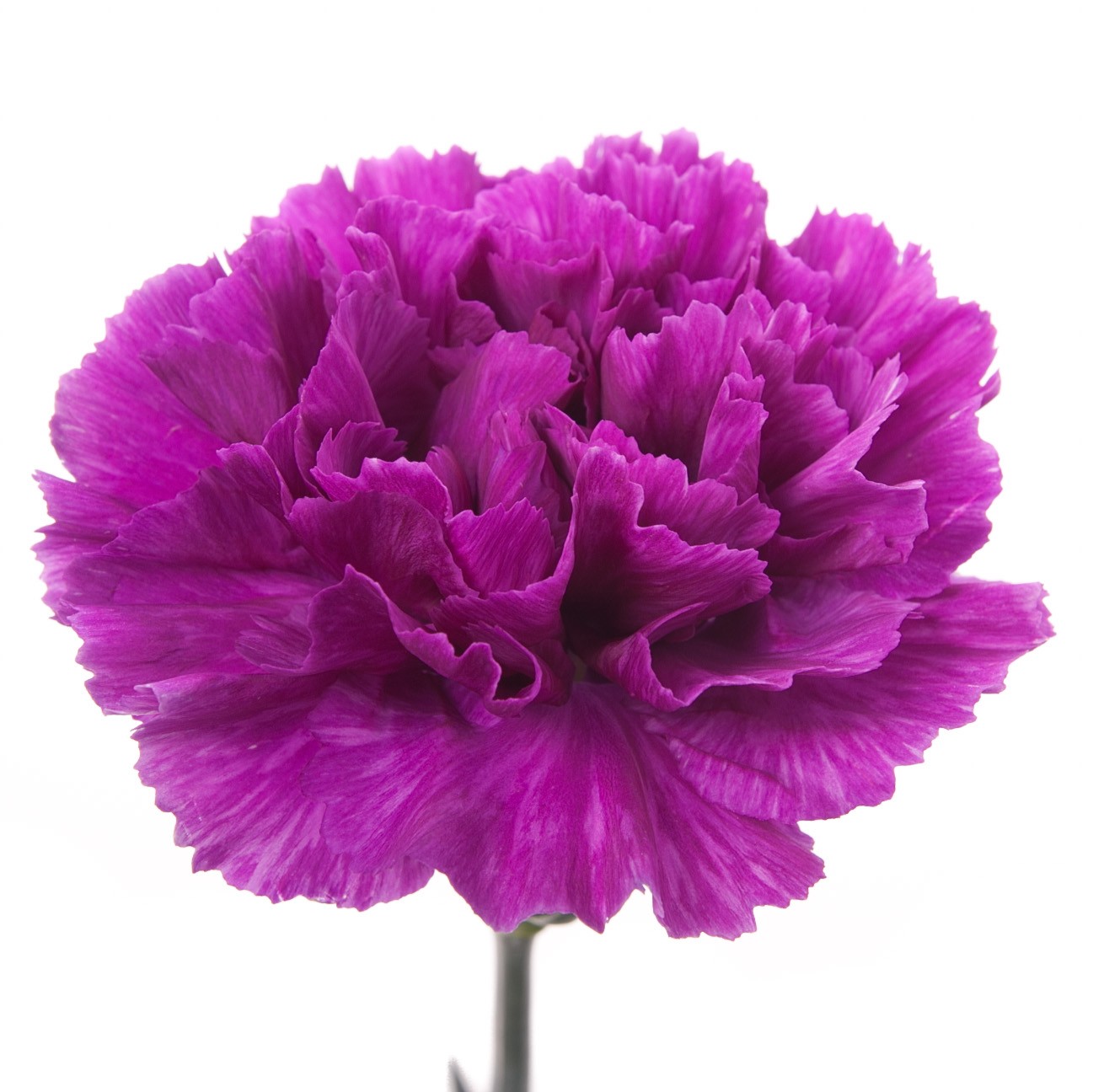 Tổng hợp hình ảnh hoa cẩm chướng tím đẹp nhất - [Kích thước hình ảnh: 1310x1296 px]