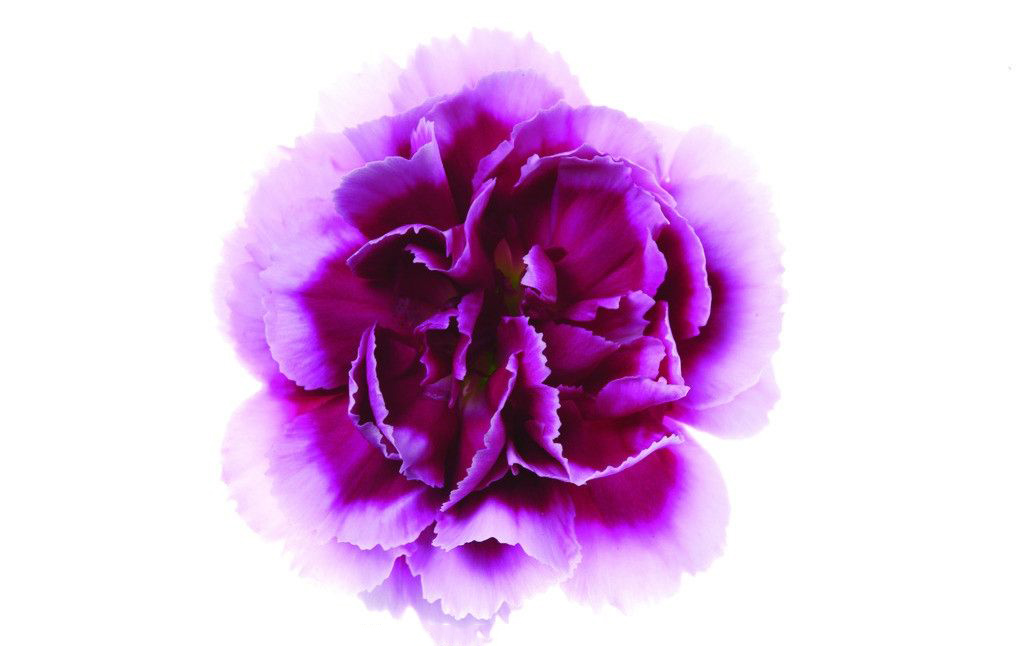 Tổng hợp hình ảnh hoa cẩm chướng tím đẹp nhất - [Kích thước hình ảnh: 1024x646 px]