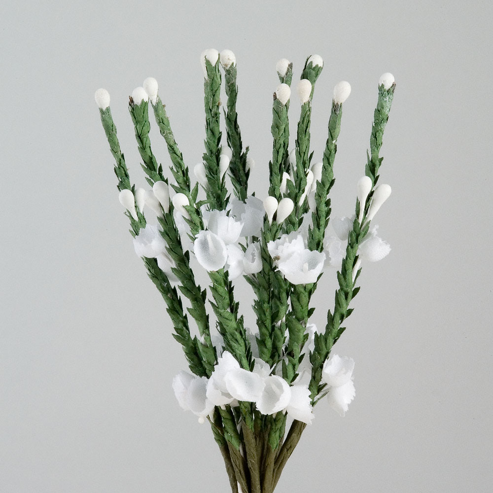 Tuyển tập hình ảnh hoa thạch thảo trắng đẹp nhất - [Kích thước hình ảnh: 1000x1000 px]